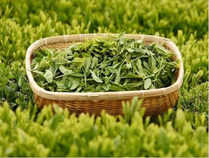 普洱茶是绿茶吗