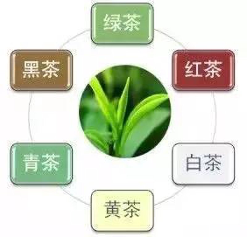 普洱茶是绿茶吗？揭开普洱茶真正的面纱