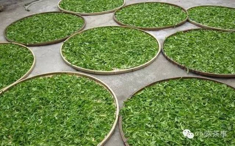普洱茶属于什么茶？带你揭秘茶的世界